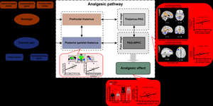 The model of thalamus-centered pathways affected by the analgesic effect associated with nostalgia.