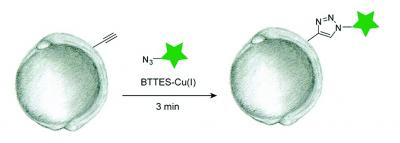 Click Chemistry Reaction