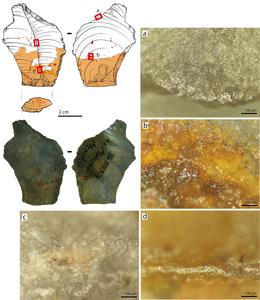 Did neanderthals use glue? Researchers find e - Vimarsana News