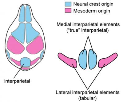 Evolution of Interparietal and Tabular Bones (2 of 2)
