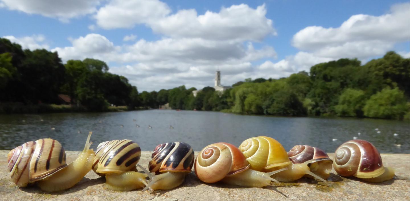 University of Nottingham Snails
