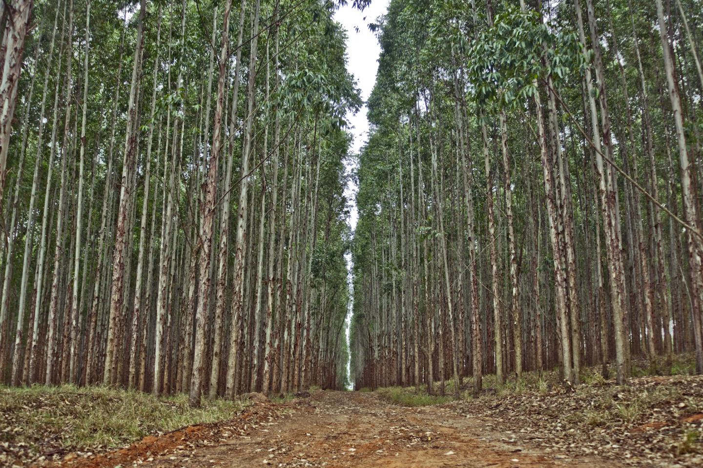 Calculating the Growth of Eucalyptus Plantations from the Cloud