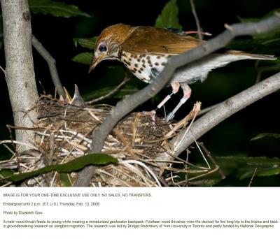 Wood Thrush with Nest