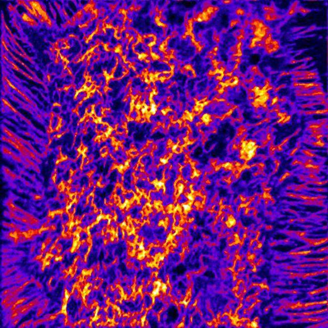 NanoSIMS Imaging of 'Accessible Cholesterol' on Cultured Cells
