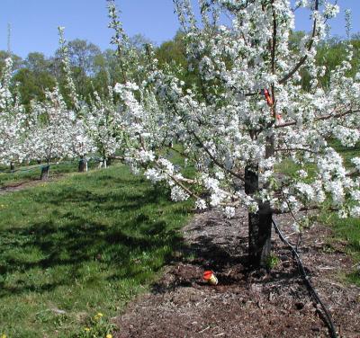 Long-Term Study of Orchard Ground Cover Management Systems
