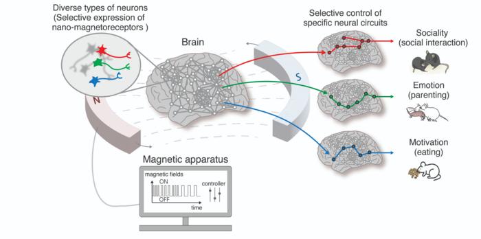 Figure 1. Overview of nano-MIND technology - regulation of higher-order brain functions through selective control of specific neurons and brain circuits