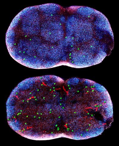 The Origins of Immune System C [IMAGE] | EurekAlert! Science News Releases