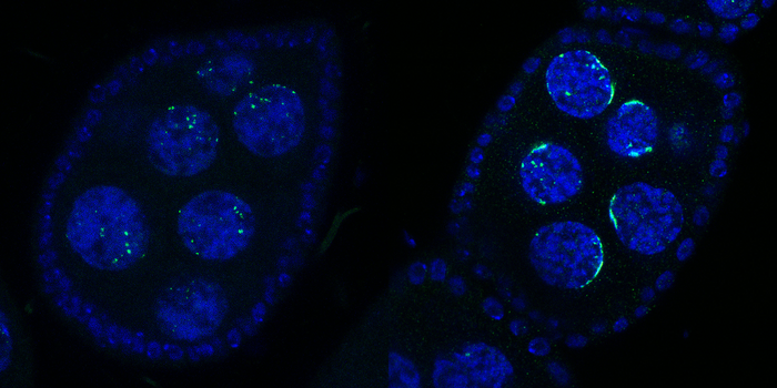 Rhino re-localizes to the pericentromeric Satellite arrays upon Kipferl mutation or deletion