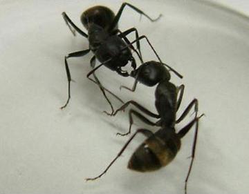 Communication between Japanese Carpenter Ants