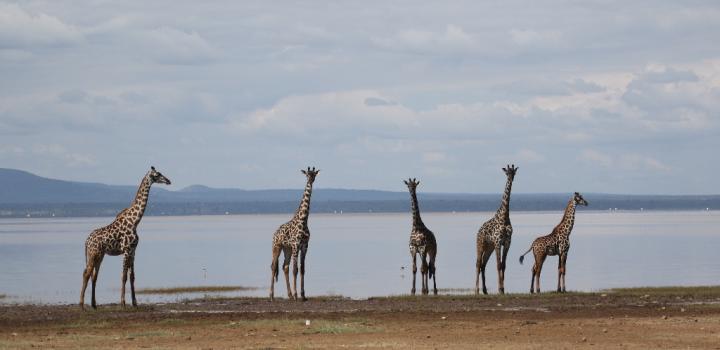 Giraffes Lakeshore