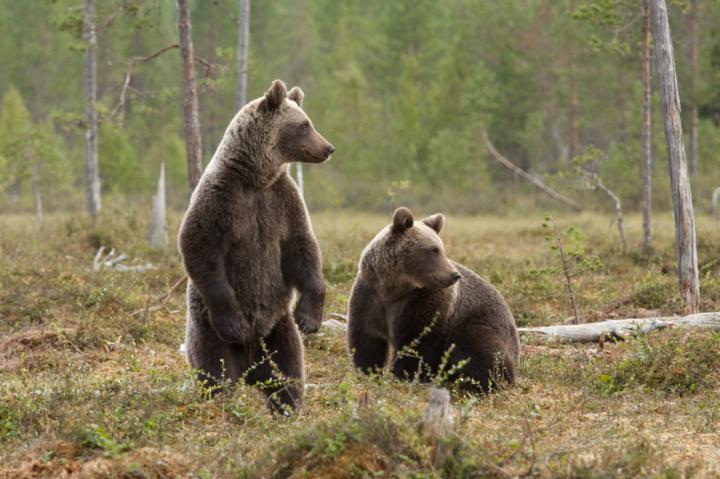 East Siberian Brown Bears