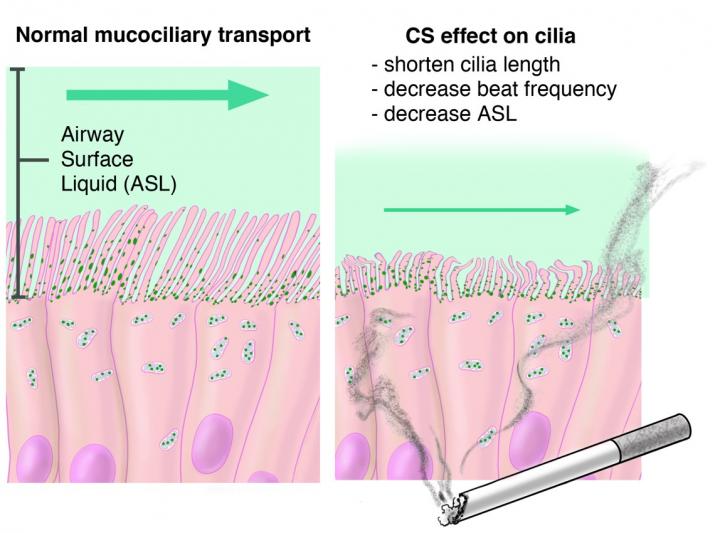 Cilia and Surface Hydration Among Airway Cells