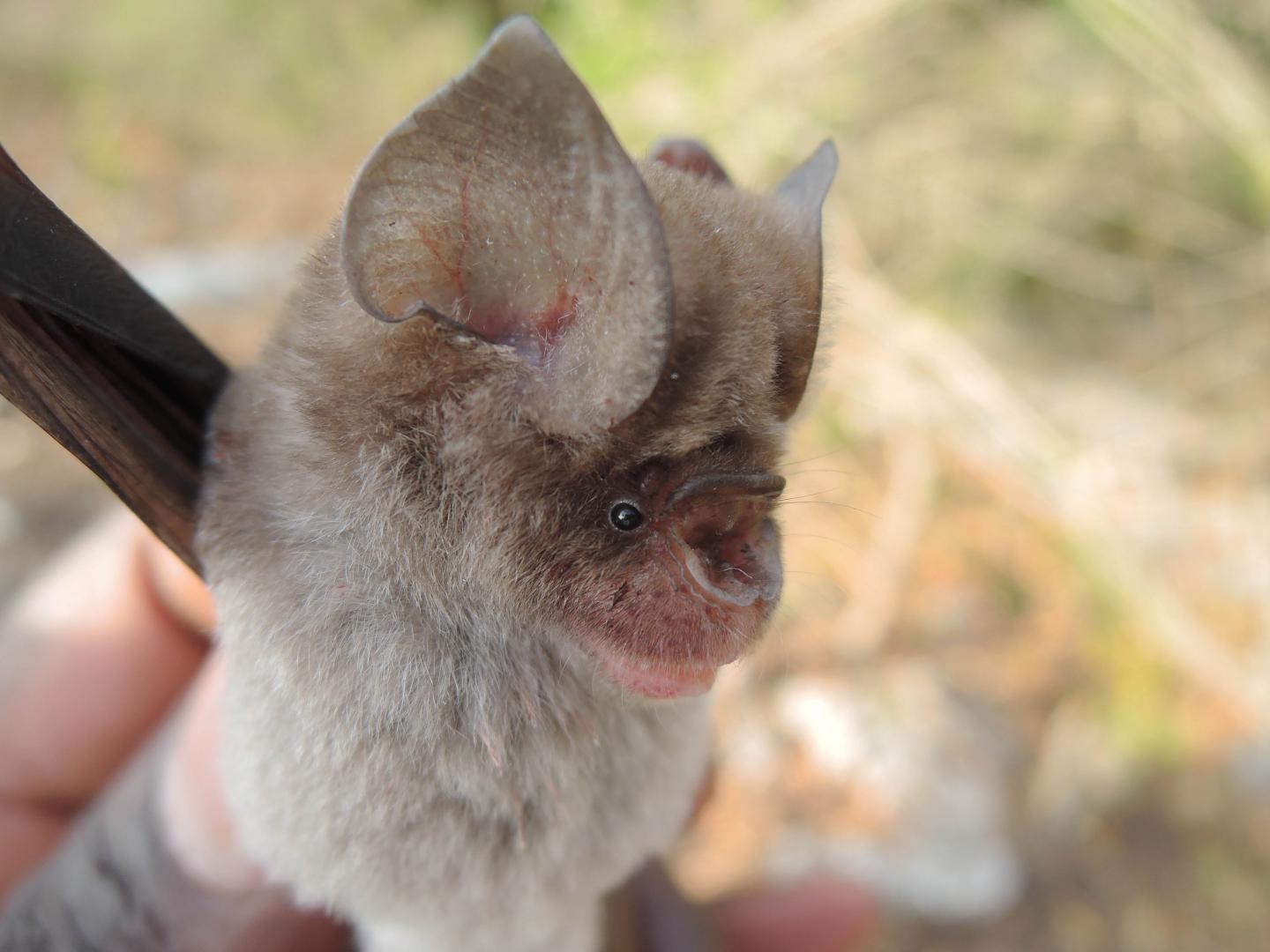 New Bat Species 2