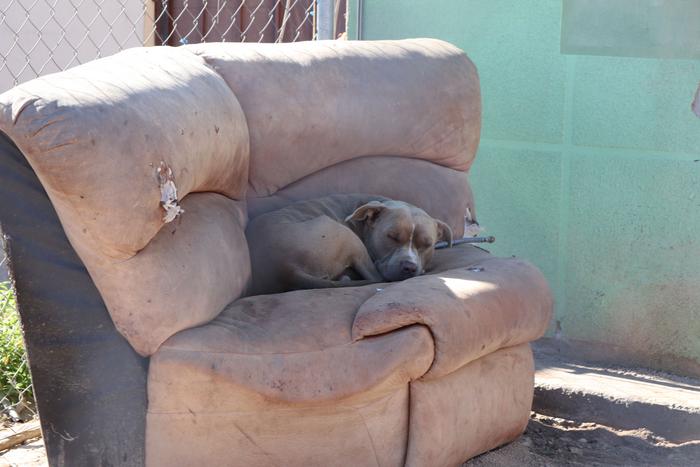 Dog rests in chair