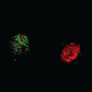 Neurons have variable levels of chromatin compaction