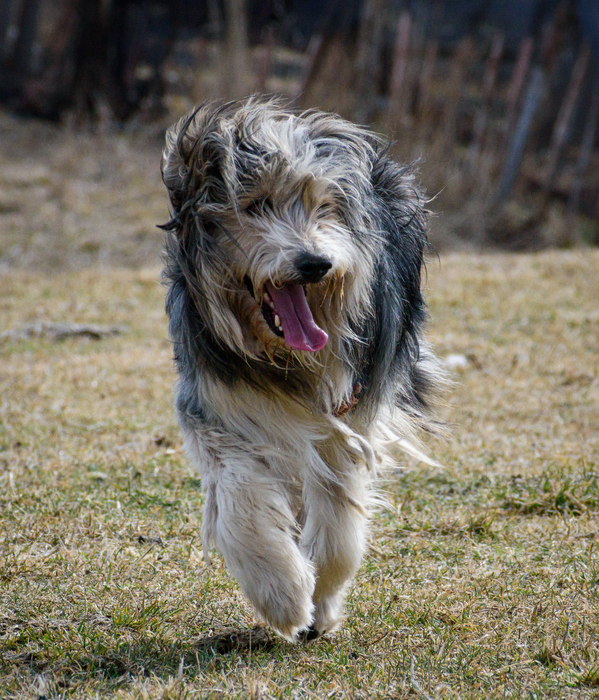 Patagonian sheepdog