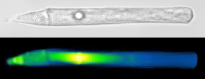 Mechanical Stimulation of a Photoreceptor with Optical Tweezers