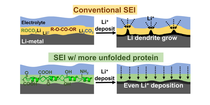 Protein-modified SEI formation and evolution in Li metal batteries
