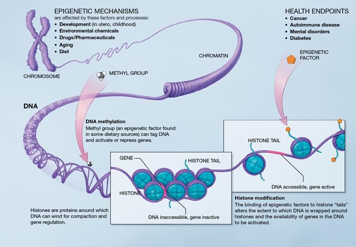 Epigenetic Modifications to Leptin