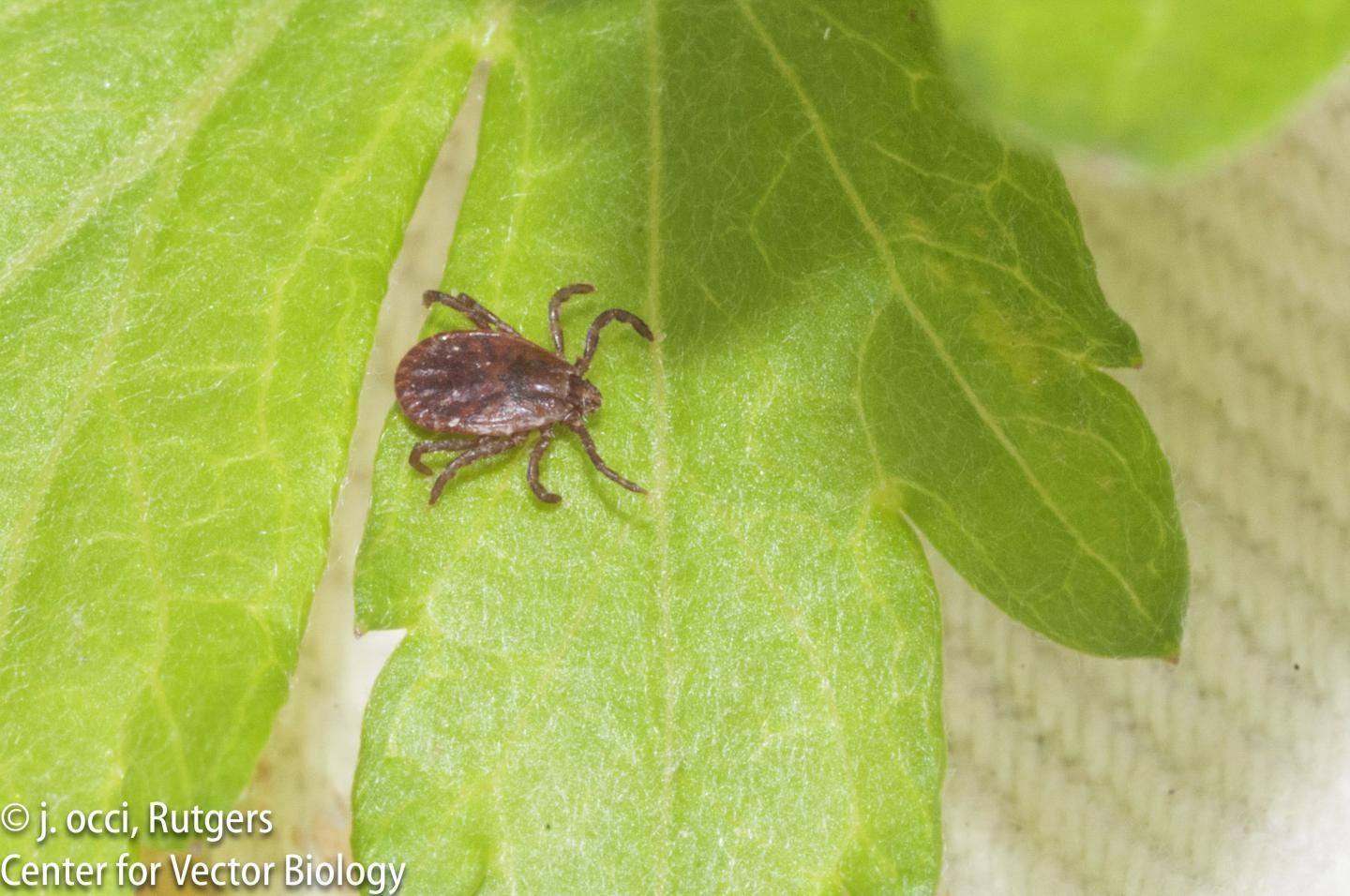 Asian Longhorned Tick on Leaf