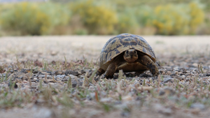 Spur-thighed tortoise (Testudo graeca).