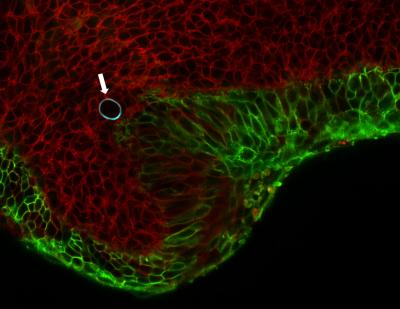 Oil Droplet Force Transducer