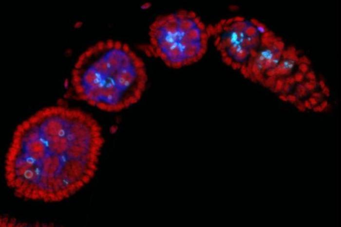 Bacteria can enhance host insect’s fertility with implications for disease control (IMAGE)