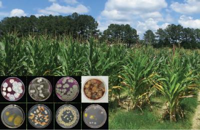 MetaMaize CSP Project Endophytes