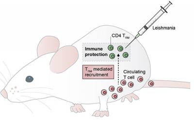 T Cells Team Up Against Leishmania