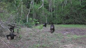 Chimpanzees leaving a hilltop after listening for signs of rivals