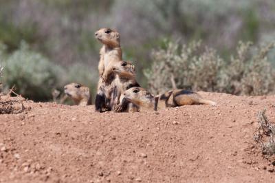 Prairie Dogs