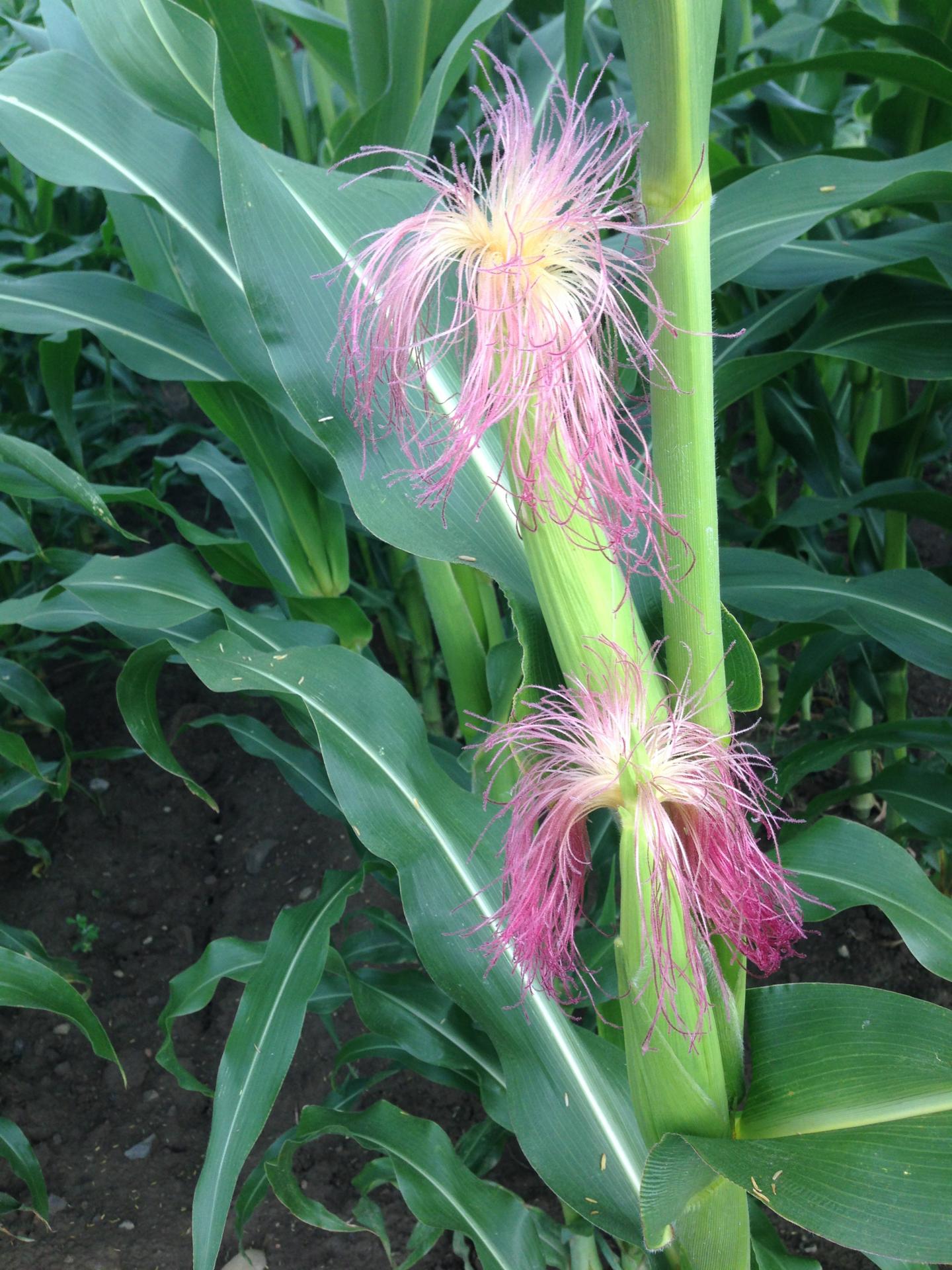 Farmers Selected Maize for Agricultural Use at High Elevations (7 of 12)