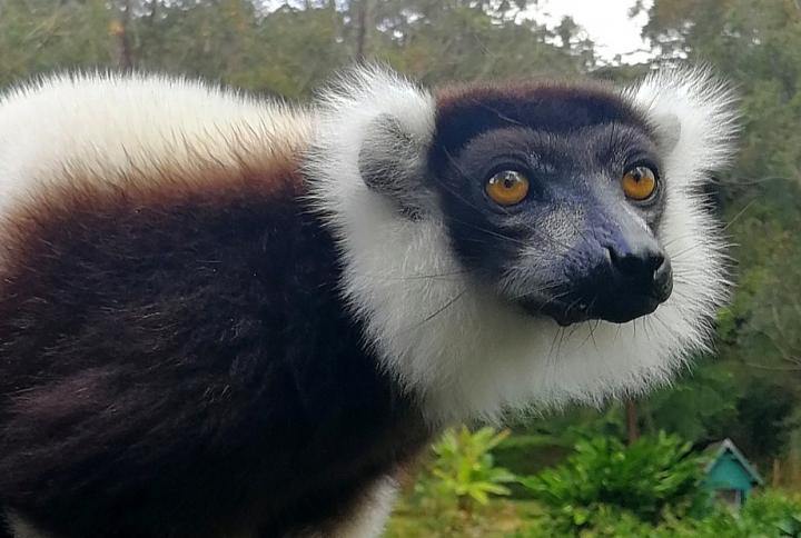 Varecia variegata white & black ruffed lemur