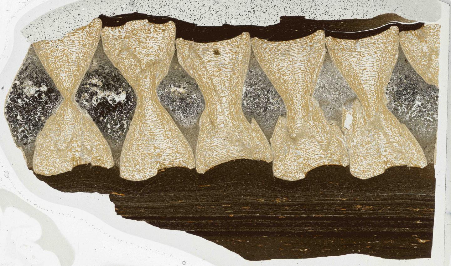 Thin section through a part of the spine of an ichthyosaur