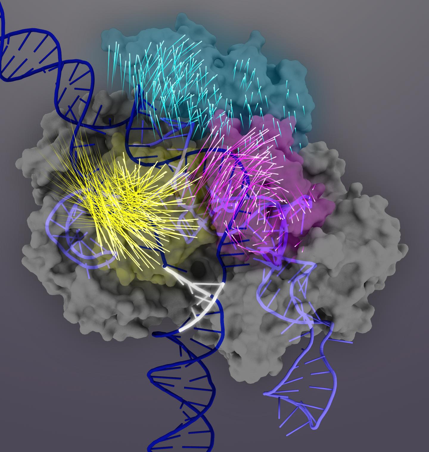 Conformational Domain Changes in Cas9