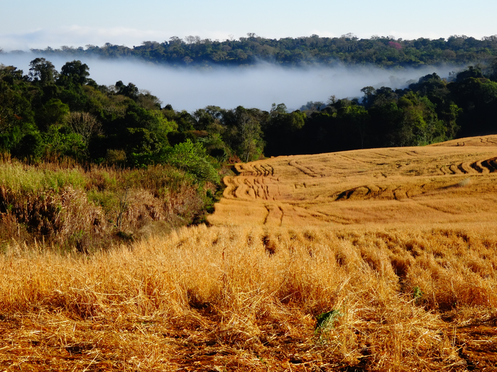 Atlantic Forest reserves