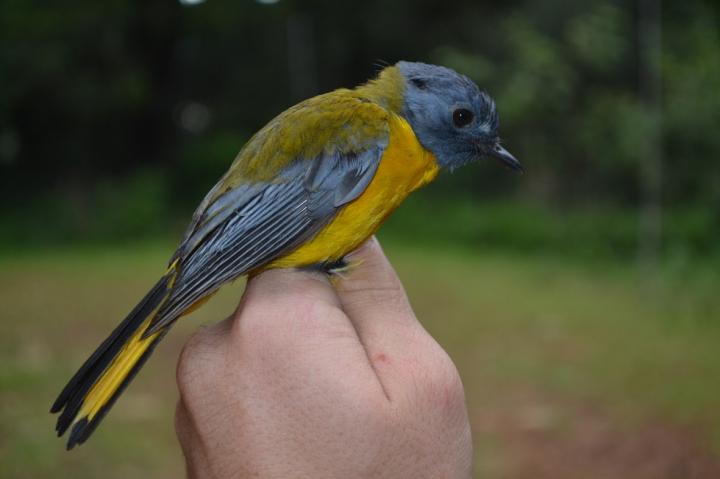 South Africa's Forest Birds Are Disappearing from Indigenous Forests