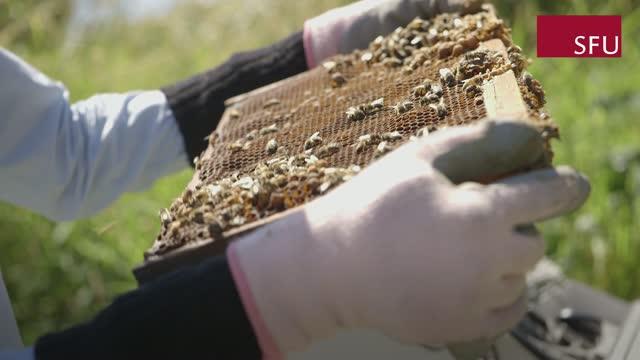 Technology Tracks 'Bee Talk' to Help Improve Honey Bee Health