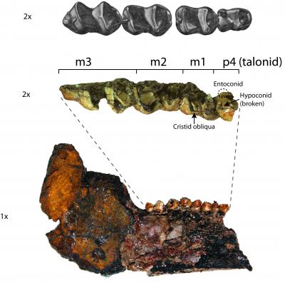 Teeth and Lower Jaw of <i>Heptodon</i>