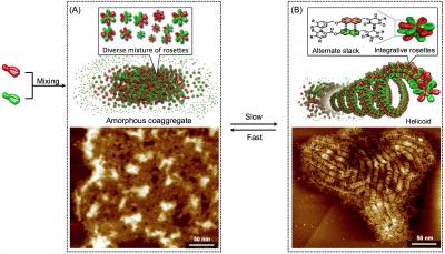 Schematic Representation and Atomic Force Microscopy (AFM) Images