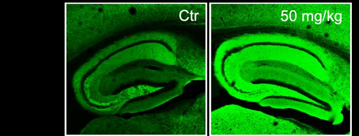 Compound found in common herbs inspires potential anti-inflammatory drug for Alzheimer’s disease