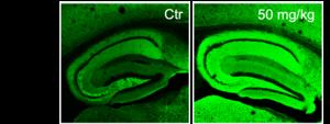 Compound found in common herbs inspires potential anti-inflammatory drug for Alzheimer’s disease