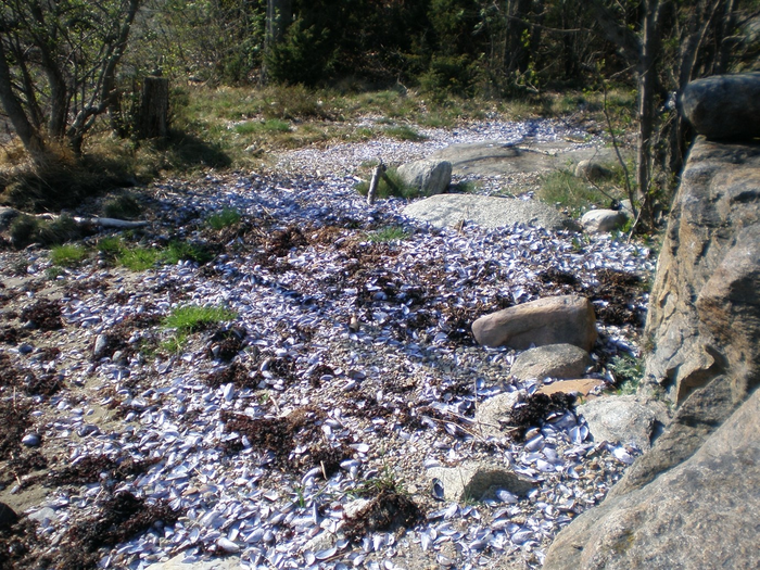 Empty blue mussel shells washed up