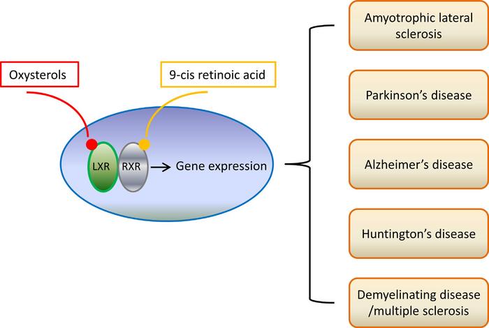 Liver X receptors (LXRs) and related neurological disorders.