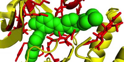 A 3-D Image of the Binding between An Anti-Cancer Drug (In Green) and Its Target Protein in Humans