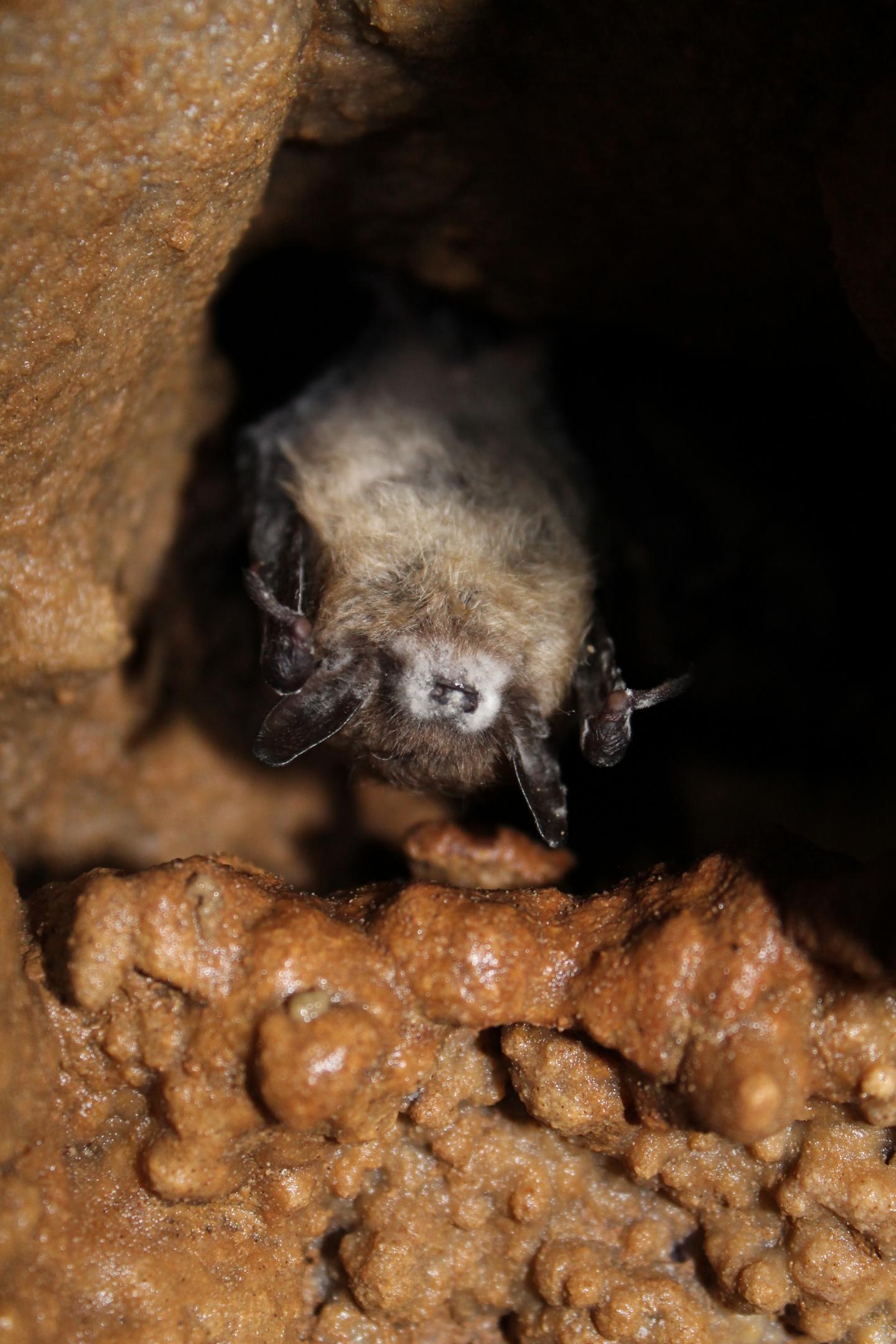 A Little Brown Bat (Myotis Lucifugus) Infected With The Fungal Pathogen, Pseudogymnoascus Destructan