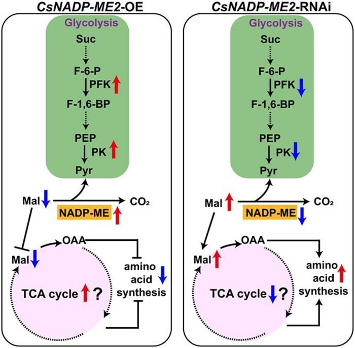 Putative model of CsNADP-ME2 function in cucumber fruit.