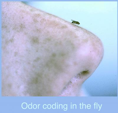 Odor Coding