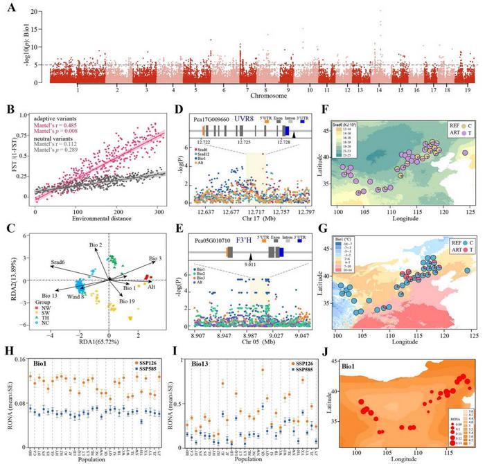 Environmental adaptation variables and response to future climate conditions in the P. cathayana population.