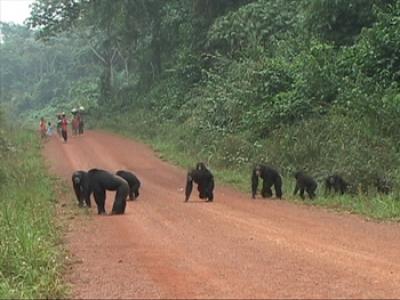 How Do Chimpanzees Cross Roads?